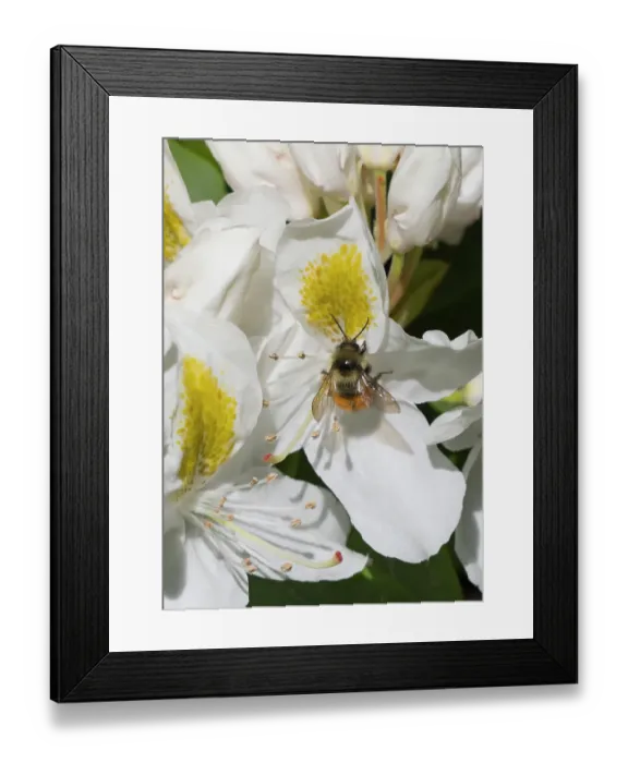 Framed Print : Washington State. Fuzzy-horned bumblebee gathering pollen from a white rhododendron blossom Framed Print : Washington State. Fuzzy-horned bumblebee gathering pollen from a white rhododendron blossom
