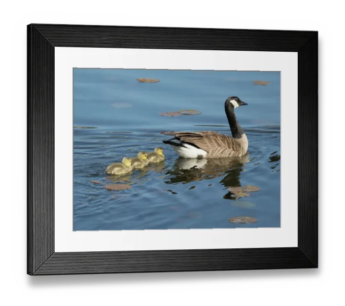 Framed Print : Washington State, Juanita Bay Park. Canada goose adult mother parent swimming with goslings Framed Print : Washington State, Juanita Bay Park. Canada goose adult mother parent swimming with goslings