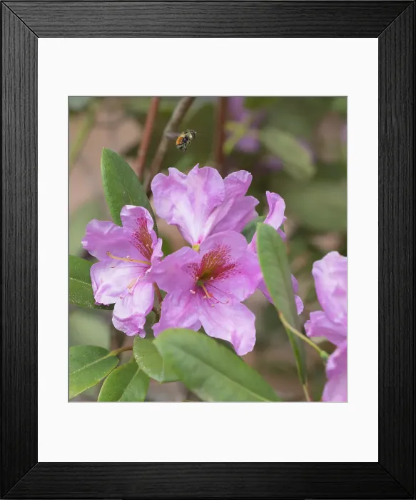 Framed Print : Washington State. Fuzzy-horned bumblebee in-flight flying past pink rhododendron blossoms