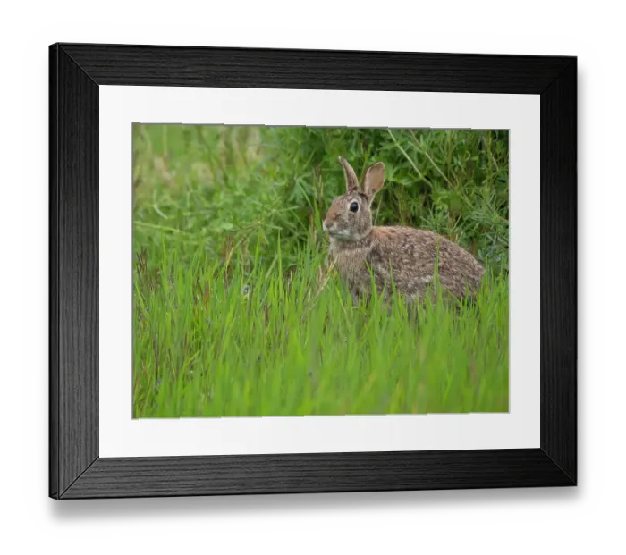 Framed Print : Washington State, Juanita Bay Park. Eastern cottontail rabbit sitting in tall green grass Framed Print : Washington State, Juanita Bay Park. Eastern cottontail rabbit sitting in tall green grass