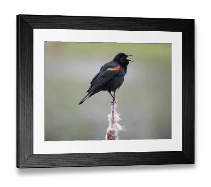Framed Print : Washington State, Juanita Bay Park. Male red-winged blackbird, on cattail calling out a territorial warning