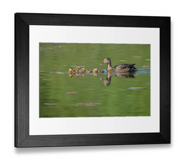 Framed Print : Washington State, Juanita Bay Park. Female mother mallard duck with young ducklings in water swimming Framed Print : Washington State, Juanita Bay Park. Female mother mallard duck with young ducklings in water swimming