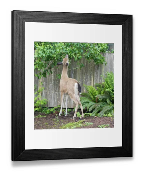 Framed Print : Washington State, Redmond. Black-tailed deer, urban deer with an injured hind leg browsing on leaves of pear tree Framed Print : Washington State, Redmond. Black-tailed deer, urban deer with an injured hind leg browsing on leaves of pear tree
