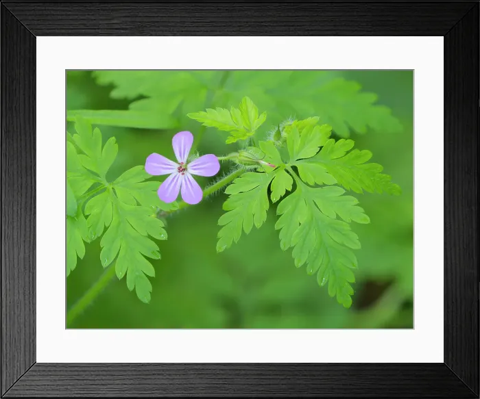 Framed Print : Washington State, Central Cascades. Close-up of wild geranium purple flower and delicate green leaves