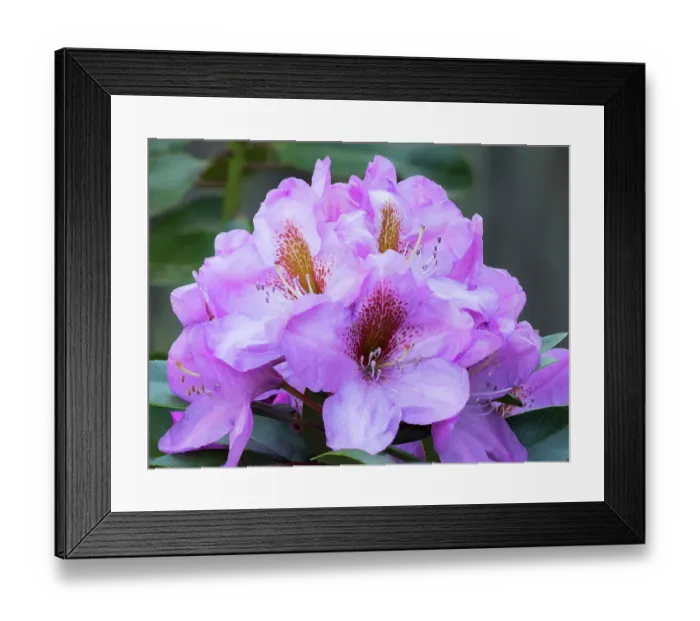 Framed Print : Washington State. Close-up of grouping of pink rhododendron flowers Framed Print : Washington State. Close-up of grouping of pink rhododendron flowers