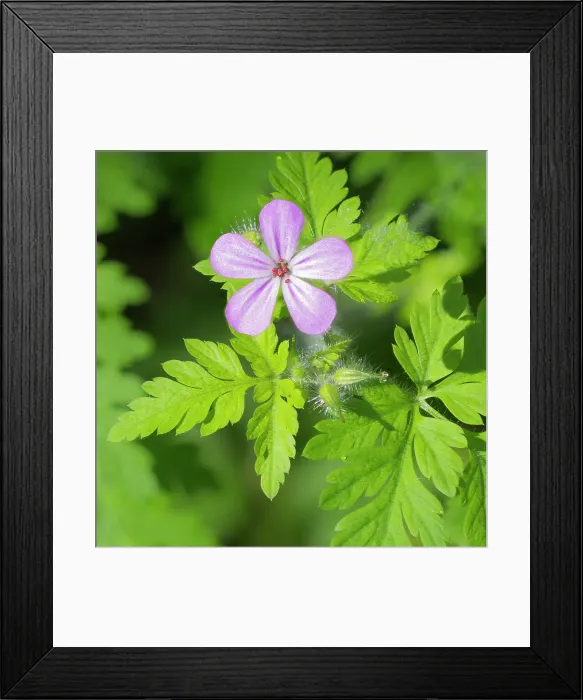 Framed Print : Washington State, Central Cascades. Close-up of wild geranium purple flower and delicate green leaves Framed Print : Washington State, Central Cascades. Close-up of wild geranium purple flower and delicate green leaves
