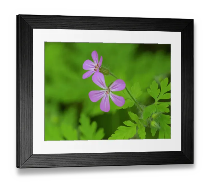 Framed Print : Washington State, Central Cascades. Close-up of wild geranium purple flower and delicate green leaves