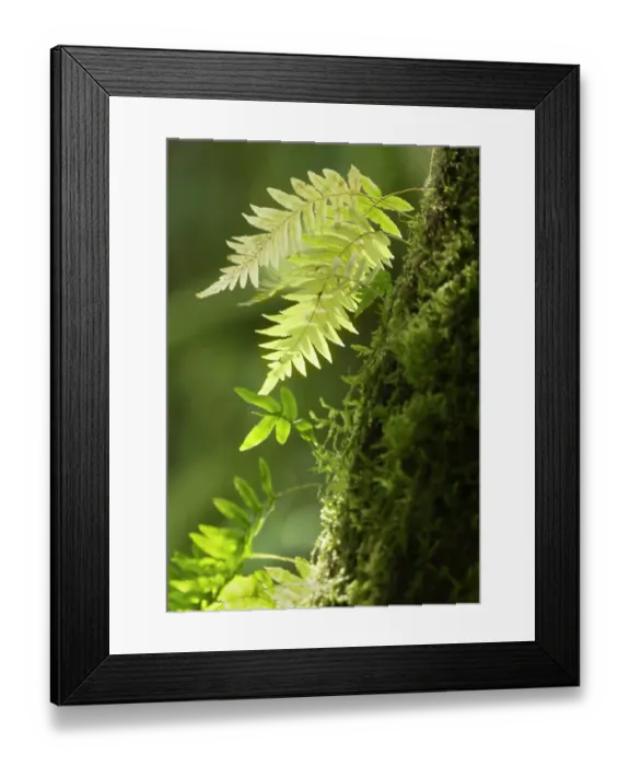 Framed Print : Washington State, Central Cascades. Close-up of delicate ferns and moss Framed Print : Washington State, Central Cascades. Close-up of delicate ferns and moss