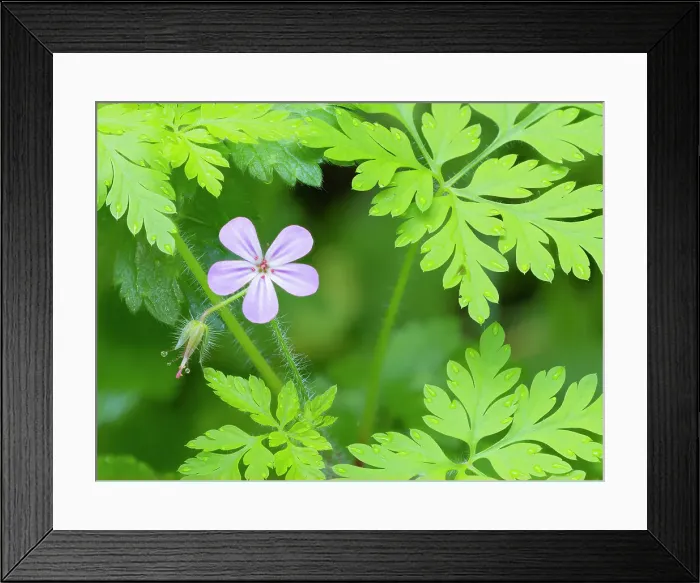 Framed Print : Washington State, Central Cascades. Close-up of wild geranium purple flower and delicate green leaves