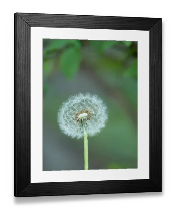 Framed Print : Washington State, Dandelion head seed with fine hair-like pappus