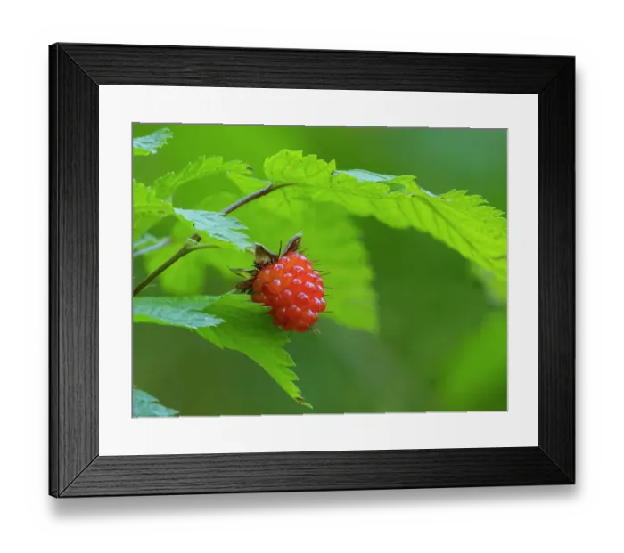 Framed Print : Washington State, Central Cascades. Edible and delicious red salmonberry fruit with leaves close-up