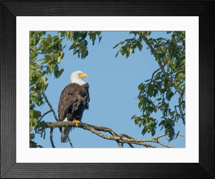 Framed Print : Washington State, Juanita Bay Park. American bald eagle standing on tree limb watching for prey Framed Print : Washington State, Juanita Bay Park. American bald eagle standing on tree limb watching for prey