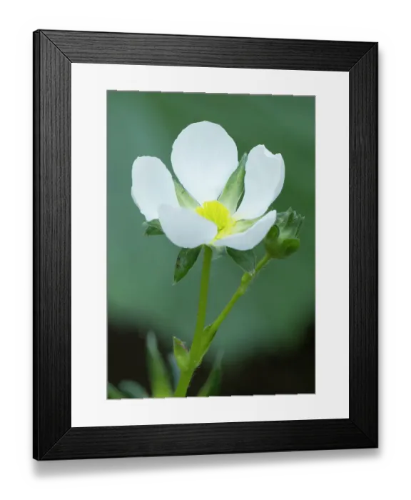 Framed Print : Washington State. Close-up of white strawberry blossom with yellow center disc Framed Print : Washington State. Close-up of white strawberry blossom with yellow center disc
