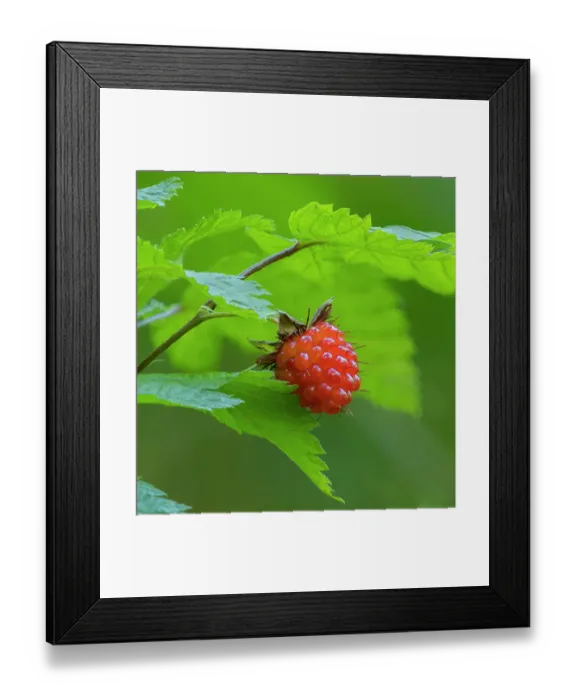 Framed Print : Washington State, Central Cascades. Edible and delicious red salmonberry fruit with leaves close-up Framed Print : Washington State, Central Cascades. Edible and delicious red salmonberry fruit with leaves close-up