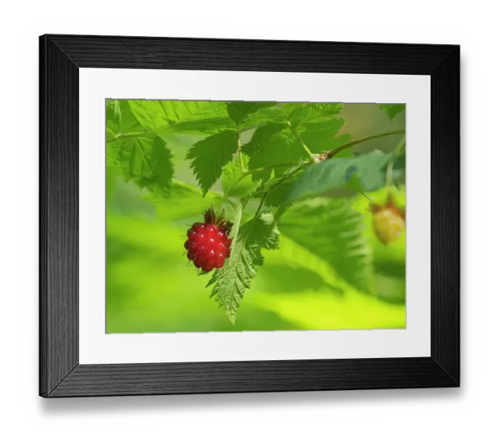 Framed Print : Washington State, Central Cascades. Edible and delicious red salmonberry fruit with leaves close-up