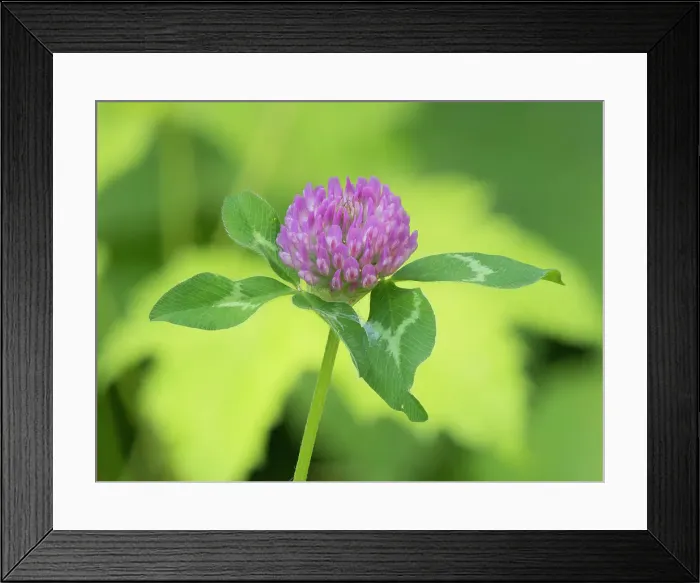 Framed Print : Washington State, Tiger Mountain. Red clover flower with green leaves, close-up