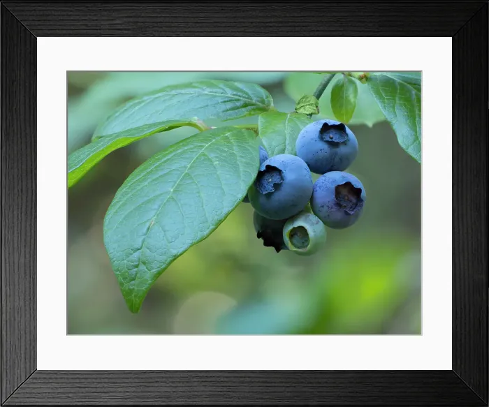 Framed Print : Washington State. Ripe blueberry fruit and green leaves