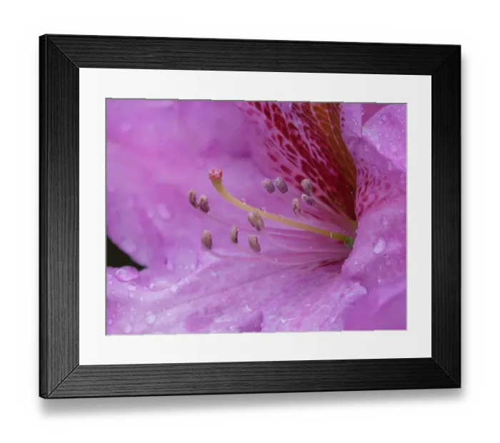 Framed Print : Washington State. Close-up of pink rhododendron flower with water drops Framed Print : Washington State. Close-up of pink rhododendron flower with water drops