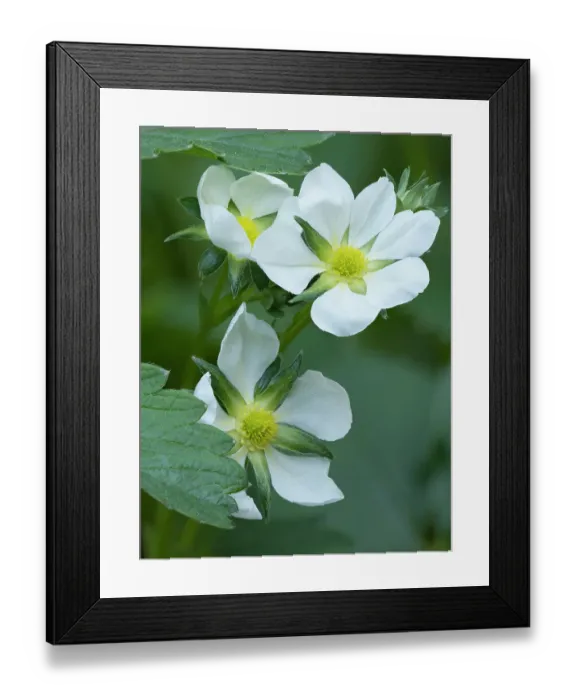 Framed Print : Washington State. Close-up of white strawberry blossoms with yellow center disc