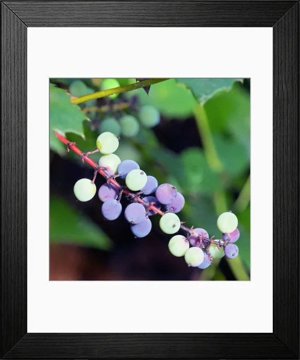 Framed Print : Washington State, Tiger Mountain. Oregon grape evergreen shrub with ripe round blue berries Framed Print : Washington State, Tiger Mountain. Oregon grape evergreen shrub with ripe round blue berries