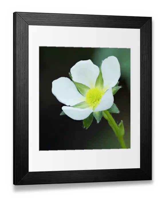 Framed Print : Washington State. Close-up of white strawberry blossom with yellow center disc Framed Print : Washington State. Close-up of white strawberry blossom with yellow center disc