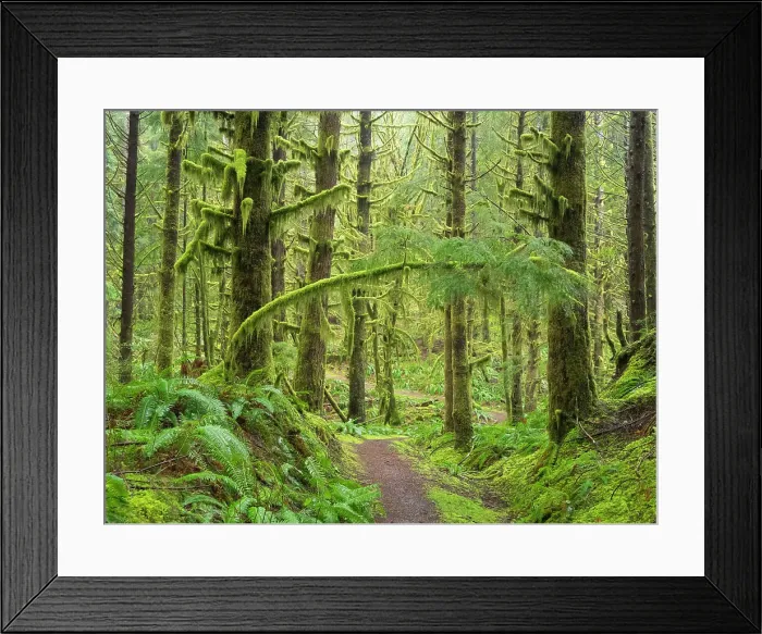 Framed Print : Washington State, Central Cascades. Mount Baker Snoqualmie National Forest, Forest trail with lush moss and fern understory Framed Print : Washington State, Central Cascades. Mount Baker Snoqualmie National Forest, Forest trail with lush moss and fern understory
