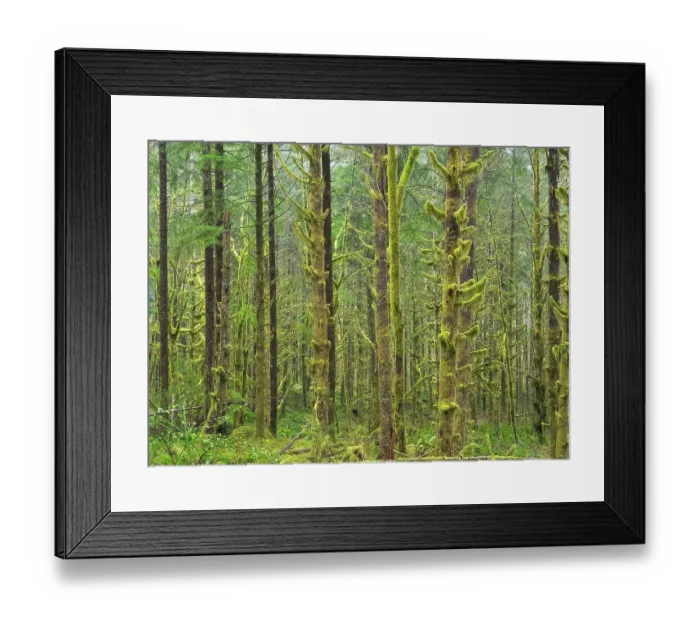 Framed Print : Washington State, Central Cascades. Mount Baker Snoqualmie National Forest, Moss covered Red Alder forest Framed Print : Washington State, Central Cascades. Mount Baker Snoqualmie National Forest, Moss covered Red Alder forest