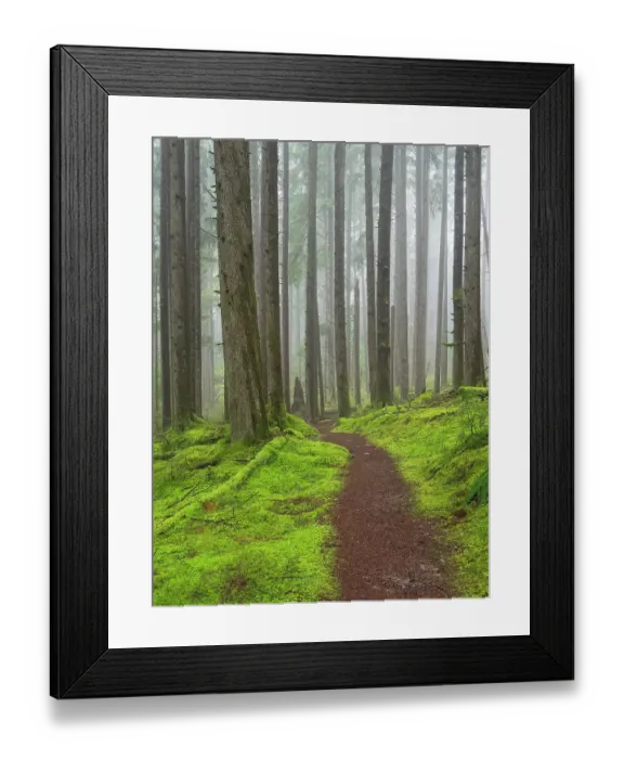 Framed Print : Washington State, Central Cascades. Mount Baker Snoqualmie National Forest, Forest trail with lush moss understory Framed Print : Washington State, Central Cascades. Mount Baker Snoqualmie National Forest, Forest trail with lush moss understory