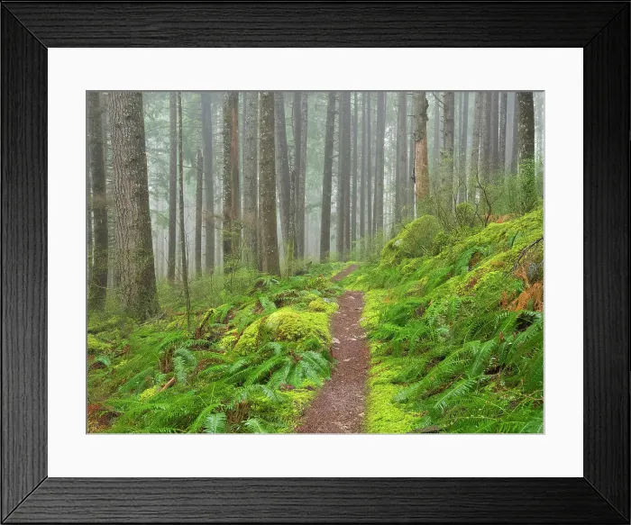 Framed Print : Washington State, Central Cascades. Mount Baker Snoqualmie National Forest, Forest trail with lush moss and fern understory Framed Print : Washington State, Central Cascades. Mount Baker Snoqualmie National Forest, Forest trail with lush moss and fern understory