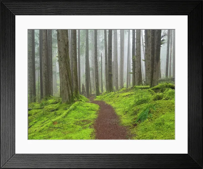 Framed Print : Washington State, Central Cascades. Mount Baker Snoqualmie National Forest, Forest trail with lush moss understory Framed Print : Washington State, Central Cascades. Mount Baker Snoqualmie National Forest, Forest trail with lush moss understory