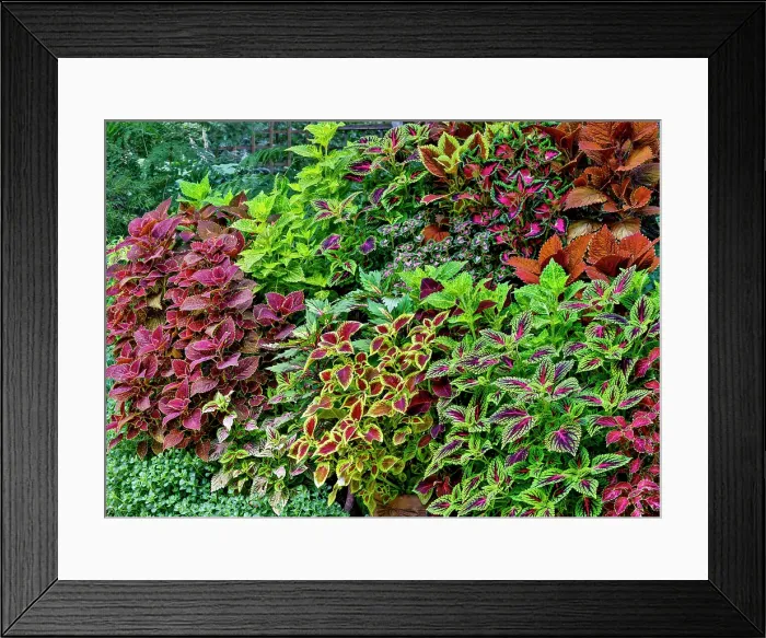 Framed Print : USA, Washington State, Sammamish. Coleus in planters in garden Framed Print : USA, Washington State, Sammamish. Coleus in planters in garden