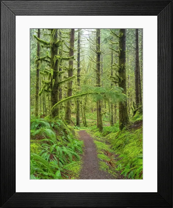 Framed Print : Washington State, Central Cascades. Mount Baker Snoqualmie National Forest, Forest trail with lush moss and fern understory Framed Print : Washington State, Central Cascades. Mount Baker Snoqualmie National Forest, Forest trail with lush moss and fern understory
