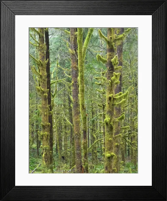 Framed Print : Washington State, Central Cascades. Mount Baker Snoqualmie National Forest, Moss covered Red Alder forest Framed Print : Washington State, Central Cascades. Mount Baker Snoqualmie National Forest, Moss covered Red Alder forest