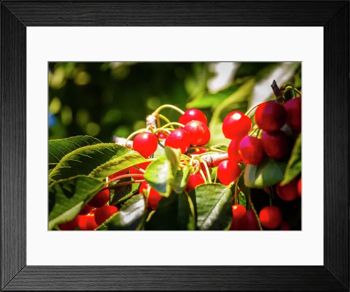 Framed Print : Cherries on the branch, Yakima, Washington State, USA Framed Print : Cherries on the branch, Yakima, Washington State, USA