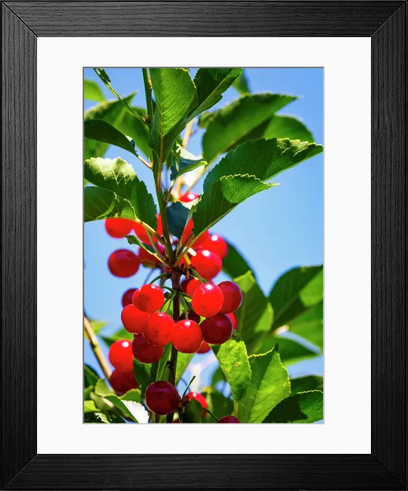 Framed Print : Cherries on the branch, Yakima, Washington State, USA Framed Print : Cherries on the branch, Yakima, Washington State, USA