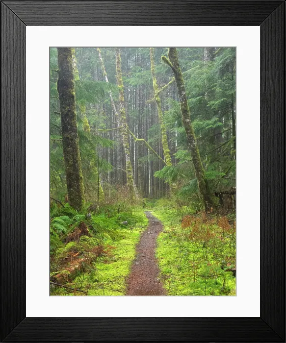 Framed Print : Washington State, Central Cascades. Mount Baker Snoqualmie National Forest, Forest trail with lush moss and fern understory Framed Print : Washington State, Central Cascades. Mount Baker Snoqualmie National Forest, Forest trail with lush moss and fern understory