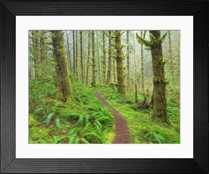 Framed Print : Washington State, Central Cascades. Mount Baker Snoqualmie National Forest, Forest trail with lush moss and fern understory Framed Print : Washington State, Central Cascades. Mount Baker Snoqualmie National Forest, Forest trail with lush moss and fern understory