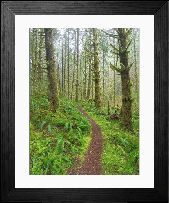 Framed Print : Washington State, Central Cascades. Mount Baker Snoqualmie National Forest, Forest trail with lush moss and fern understory Framed Print : Washington State, Central Cascades. Mount Baker Snoqualmie National Forest, Forest trail with lush moss and fern understory