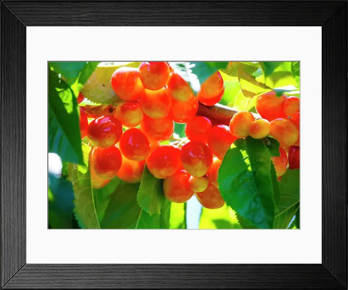Framed Print : Cherries on the branch, Yakima, Washington State, USA Framed Print : Cherries on the branch, Yakima, Washington State, USA