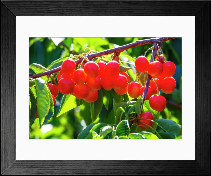 Framed Print : Cherries on the branch, Yakima, Washington State, USA Framed Print : Cherries on the branch, Yakima, Washington State, USA