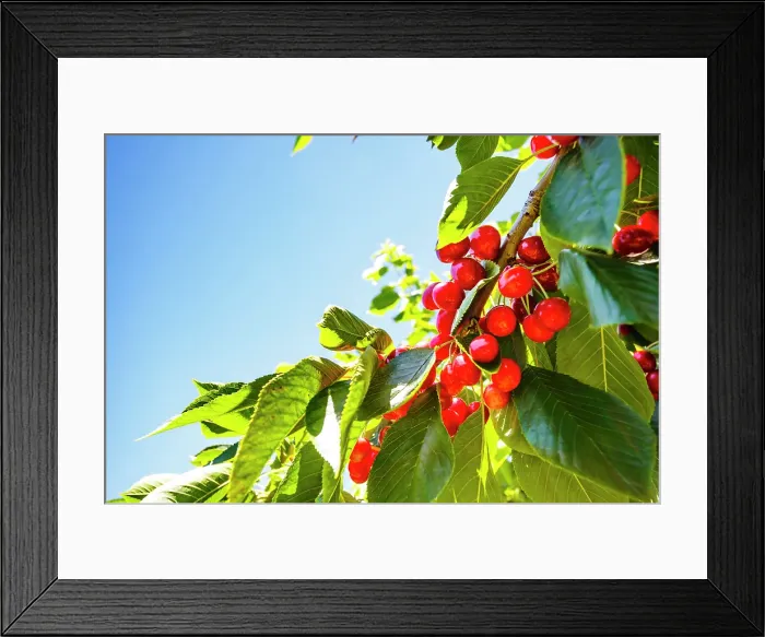 Framed Print : Cherries on the branch, Yakima, Washington State, USA Framed Print : Cherries on the branch, Yakima, Washington State, USA