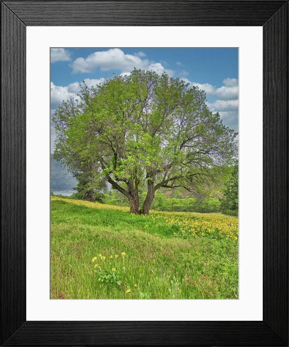 Framed Print : USA, Washington State. Lone oak tree in wildflowers Framed Print : USA, Washington State. Lone oak tree in wildflowers
