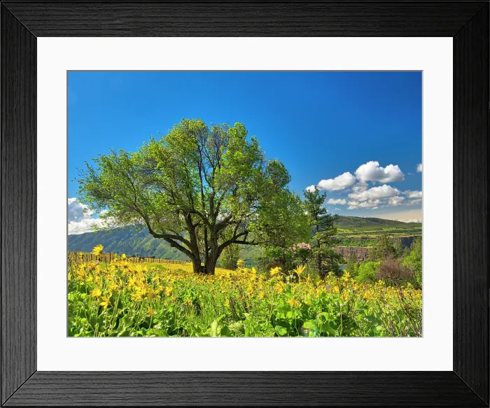 Framed Print : USA, Washington State. Lone oak tree in wildflowers Framed Print : USA, Washington State. Lone oak tree in wildflowers