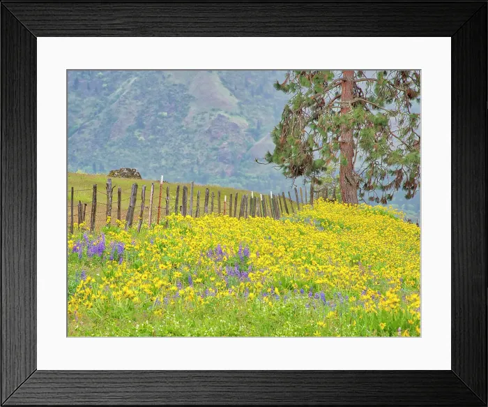 Framed Print : USA, Washington State. Large fir tree and fence line with wildflowers spring Framed Print : USA, Washington State. Large fir tree and fence line with wildflowers spring