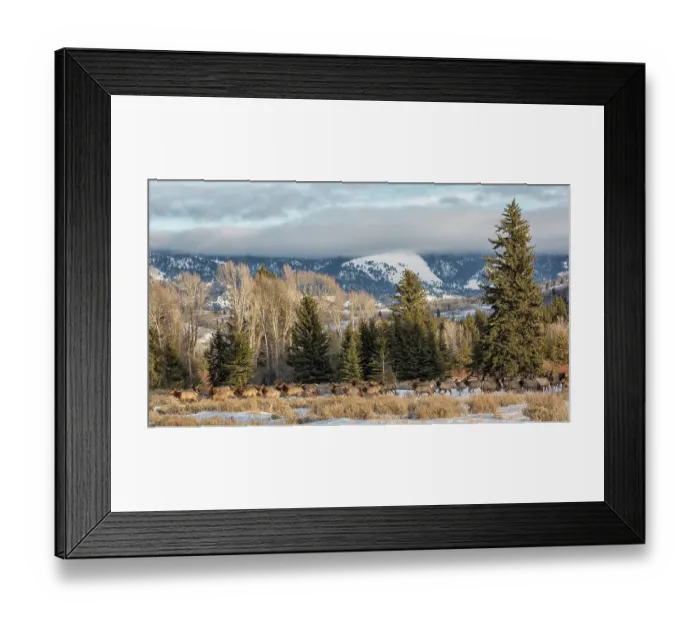 Framed Print : USA, Wyoming, Grand Teton National Park, Jackson. Panoramic view of elk traveling near the Gros Ventre River Framed Print : USA, Wyoming, Grand Teton National Park, Jackson. Panoramic view of elk traveling near the Gros Ventre River