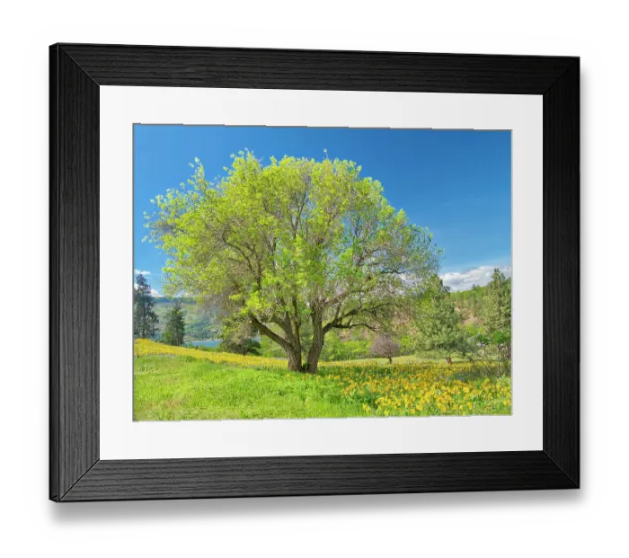 Framed Print : USA, Washington State. Lone oak tree in wildflowers Framed Print : USA, Washington State. Lone oak tree in wildflowers