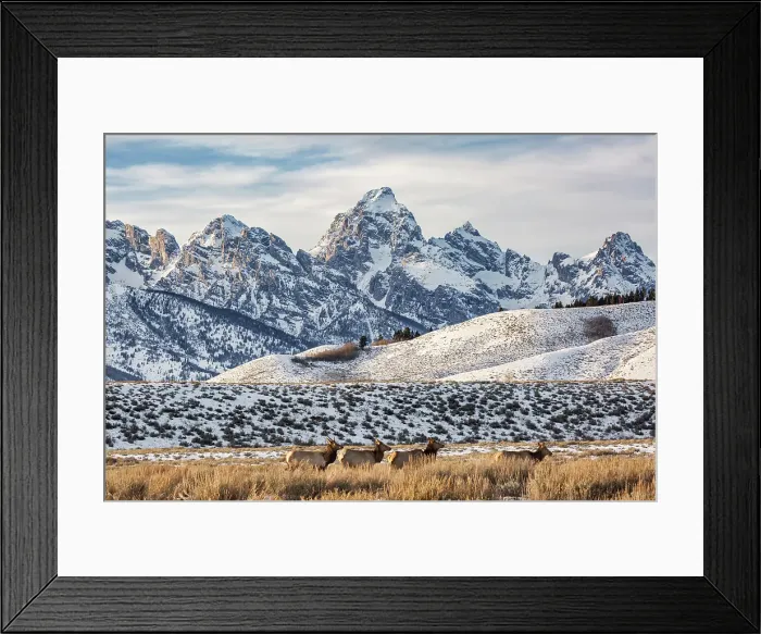 Framed Print : USA, Wyoming, Grand Teton National Park, Jackson. View of elk browsing through sagebrush with Grand Teton behind Framed Print : USA, Wyoming, Grand Teton National Park, Jackson. View of elk browsing through sagebrush with Grand Teton behind