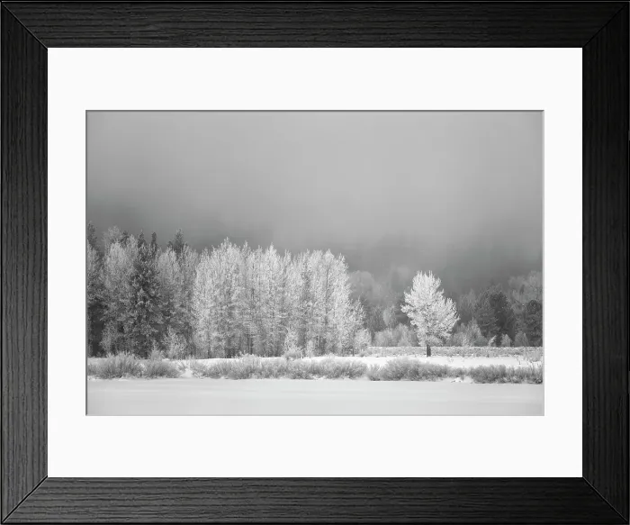 Framed Print : USA, Wyoming, Jackson. Grand Teton National Park, Frost-covered aspen trees create a lacy look at Oxbow Bend