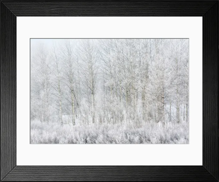 Framed Print : USA, Wyoming, Jackson. Grand Teton National Park, Lacy ice covers aspen trees and plants at foggy Oxbow Bend
