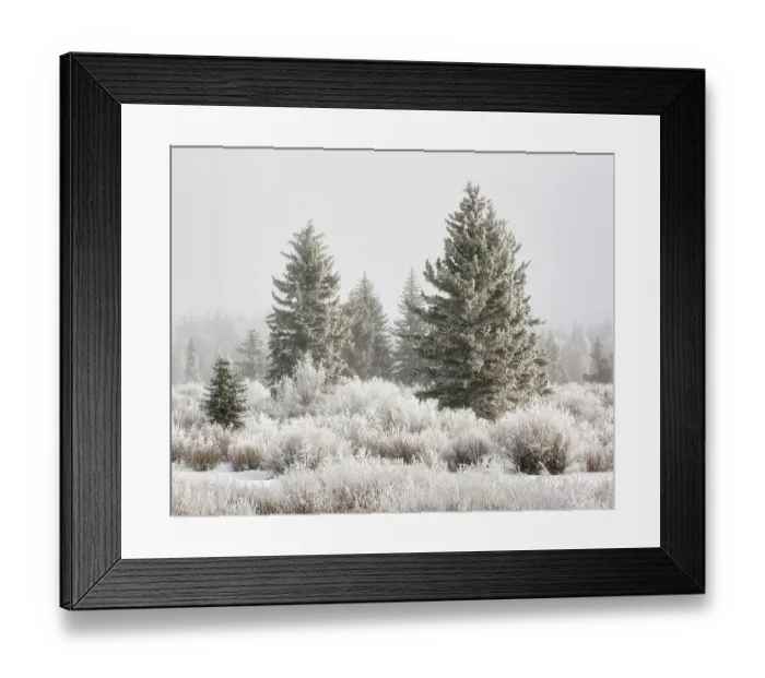 Framed Print : USA, Wyoming, Grand Teton National Park, Jackson, Sunlight breaks through the fog and reveals frosty trees on a winter day